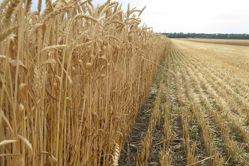 Илиас: урожайность и качество озимой пшеницы
